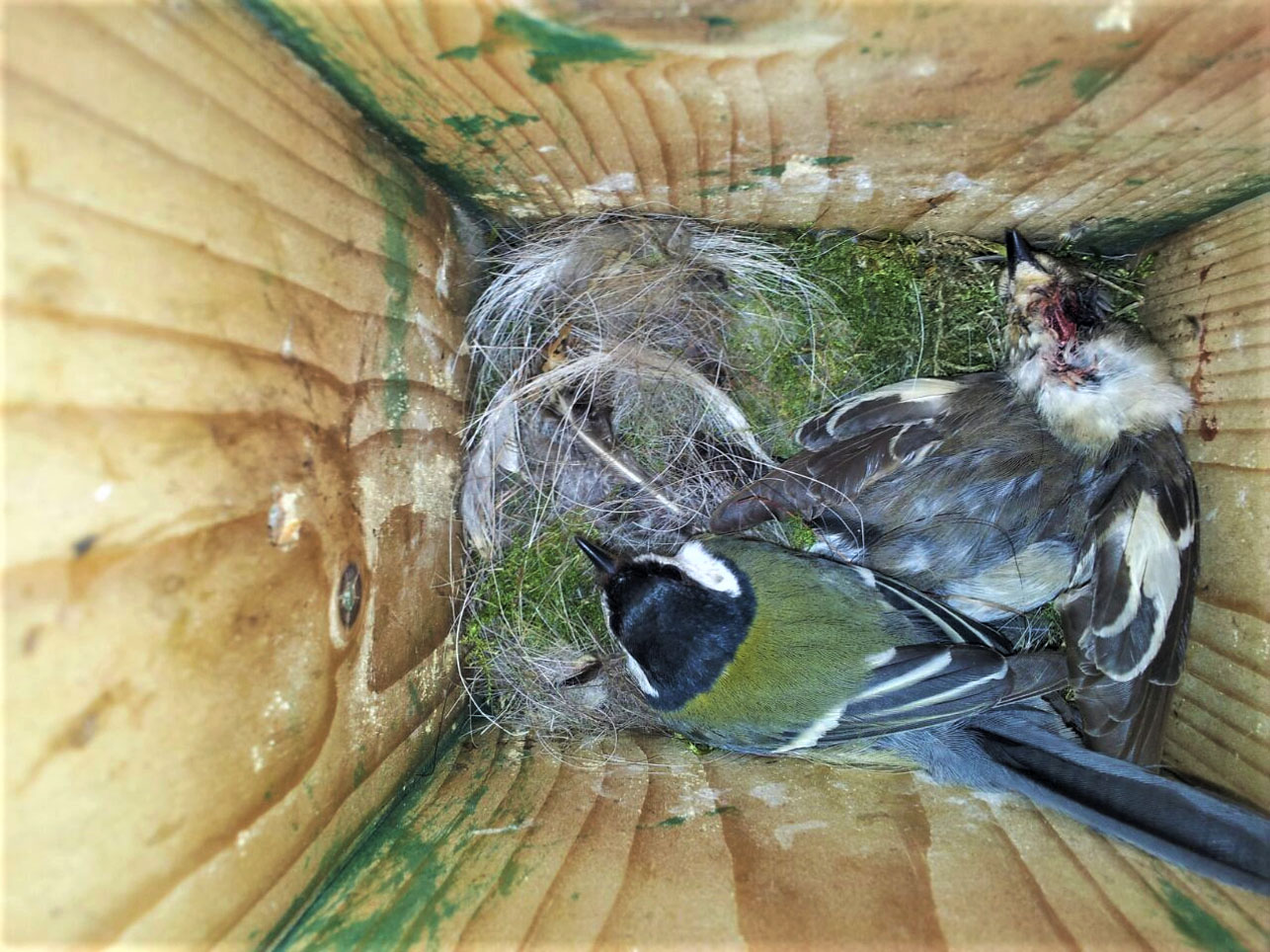 Great tit with a dead pied flycatcher