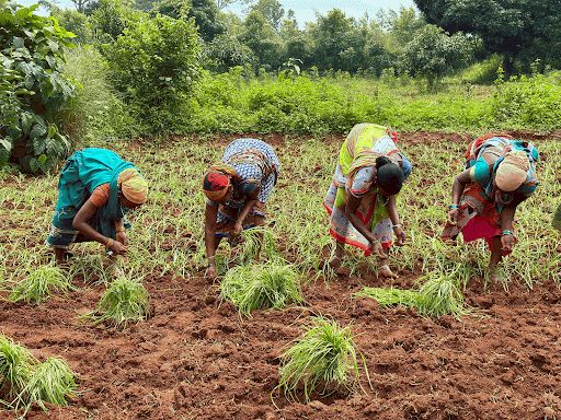 Transplantation of finger millet saplings using new technique of ‘System of Millet Intensification’