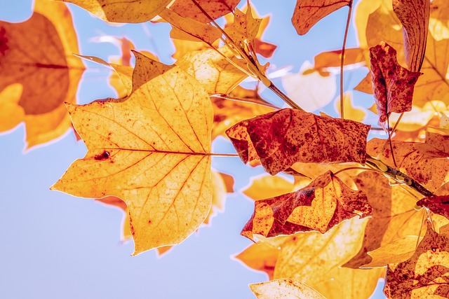 Fall