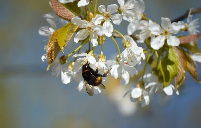 Spring