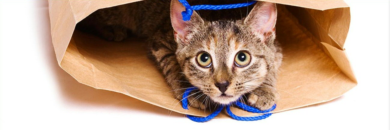 public academy Bought a cat in the bag