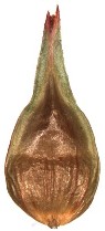 Photo of a seed