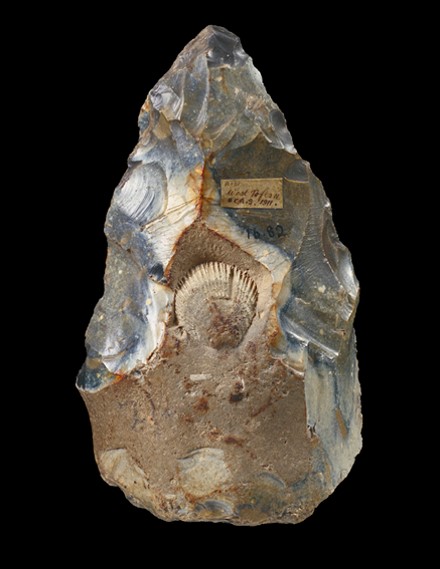 Fig. 3 F Handaxe Acheuléen with fossile Spondylus spinosus, ca. 200.000 BC, fund site West Tofts / Nordfolk, Cambridge, Museum of Archeology and Anthropology Bredekamp, Der Bildakt, 2015, p. 36, Fig. 4