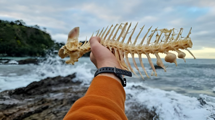 Fish remains on a New Zealand coast: the evolving connection with marine resources over time