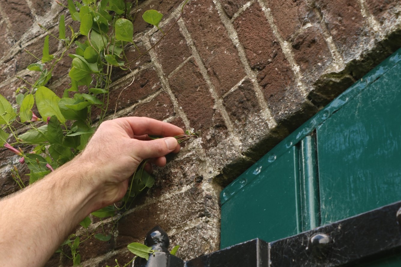 Naarden's fortifications (Netherlands): caring for non-human life in built heritage preservation