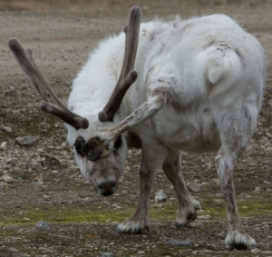 Spitsbergen rendier