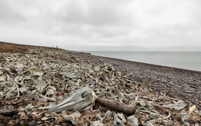 Beluga graveyard on Spitsbergen © Ronald J.W. Visser