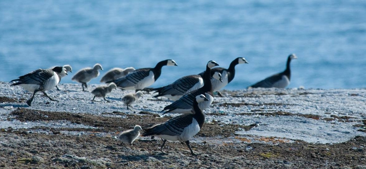 Arctic Animal Populations