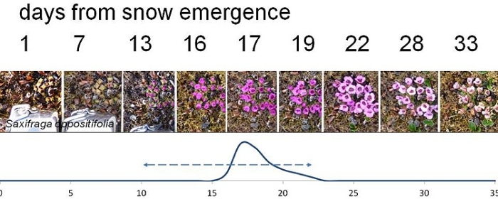 Phenology of one of the tundra plants. This saxifrage species flowers 16-19 days after emergence from the snow. These flowers are eaten a lot by geese.