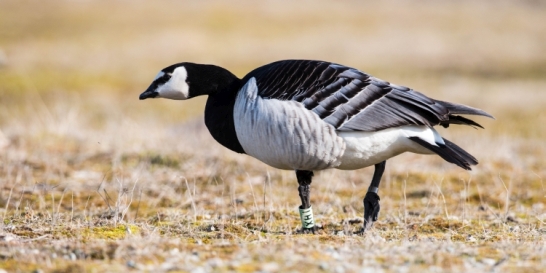 Ringed Barnacle Goose ©Ronald J.W. Visser