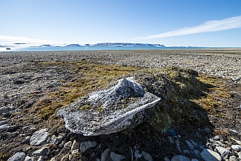 Old whale bone (© Ronald J.W. Visser)