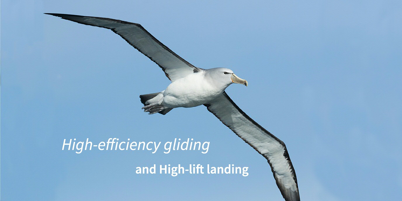 high-efficiency gliding and high-lift landing