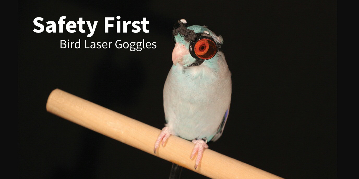 safety first | bird laser goggles
