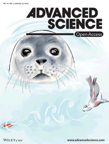 A drawing of a big head of a seal in gray and another seal hunting a fish by following it's sound waves using the whiskers on the cover of the Advanced Science journal