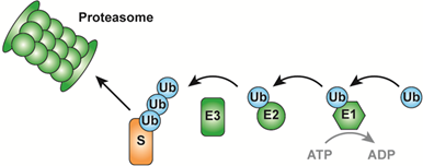 Schematic representation of the ubiquitin-proteasome system (UPS)