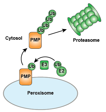 Model of PMP degradation as facilitated by the UPS