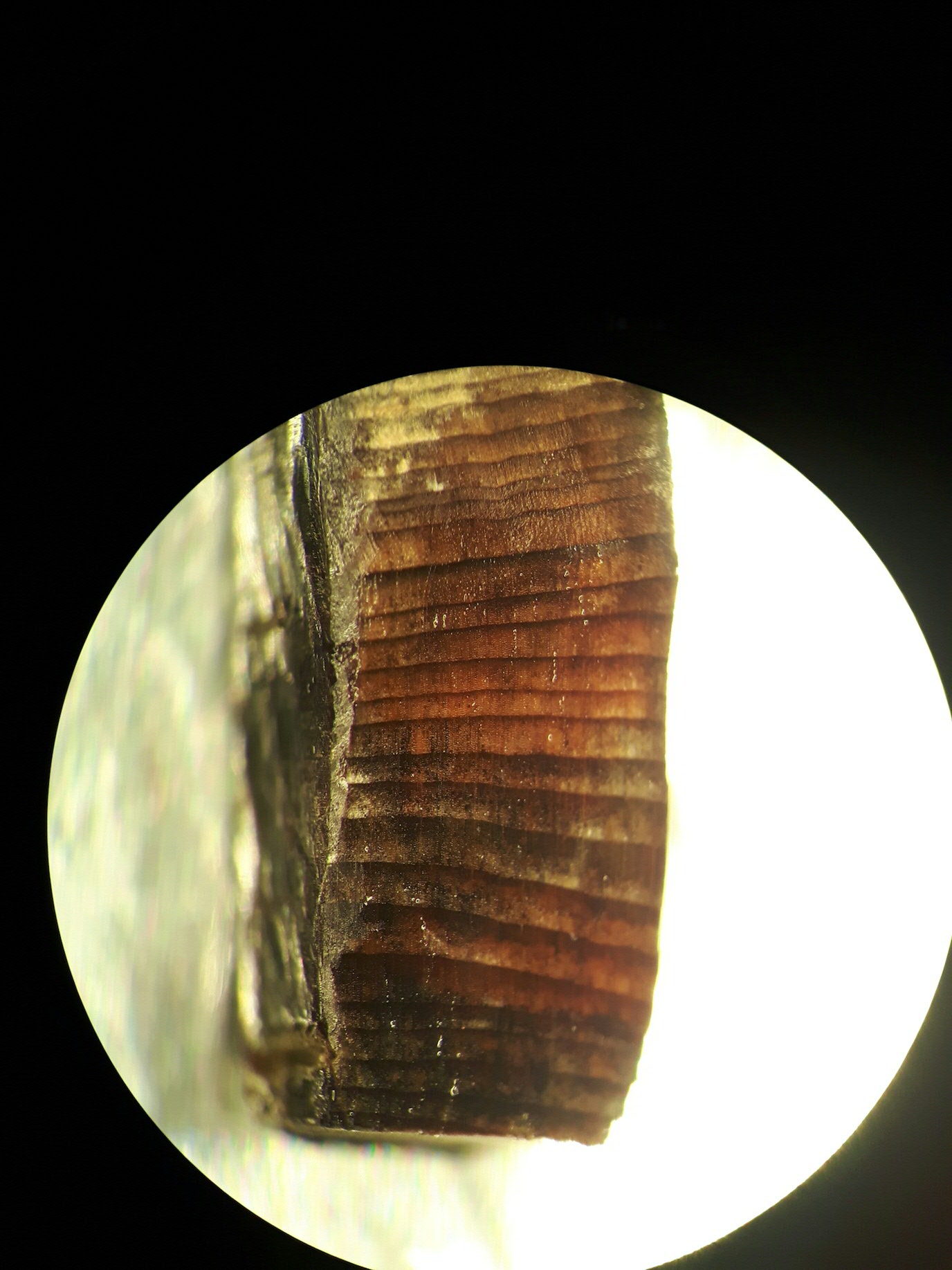 Microscope image of a wood fragment from the Norse layers at L’Anse aux Meadows | image credit: Petra Doeve