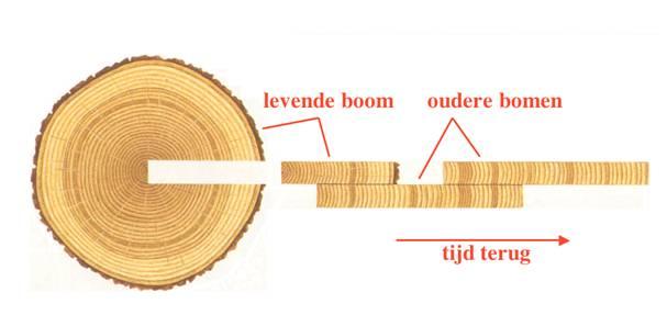 Figure 2: Dating with tree rings in wood