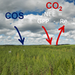 COS and CO2 ecosystem fluxes