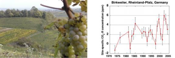 Uptake of atmospheric 14CO2 by vines; Temporal variation in atmospheric fossil fuel CO2