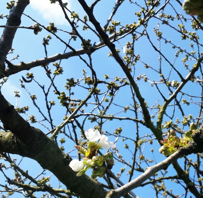 decoratieve afbeelding