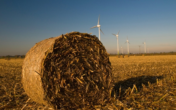 Bundled corn straw in farmland