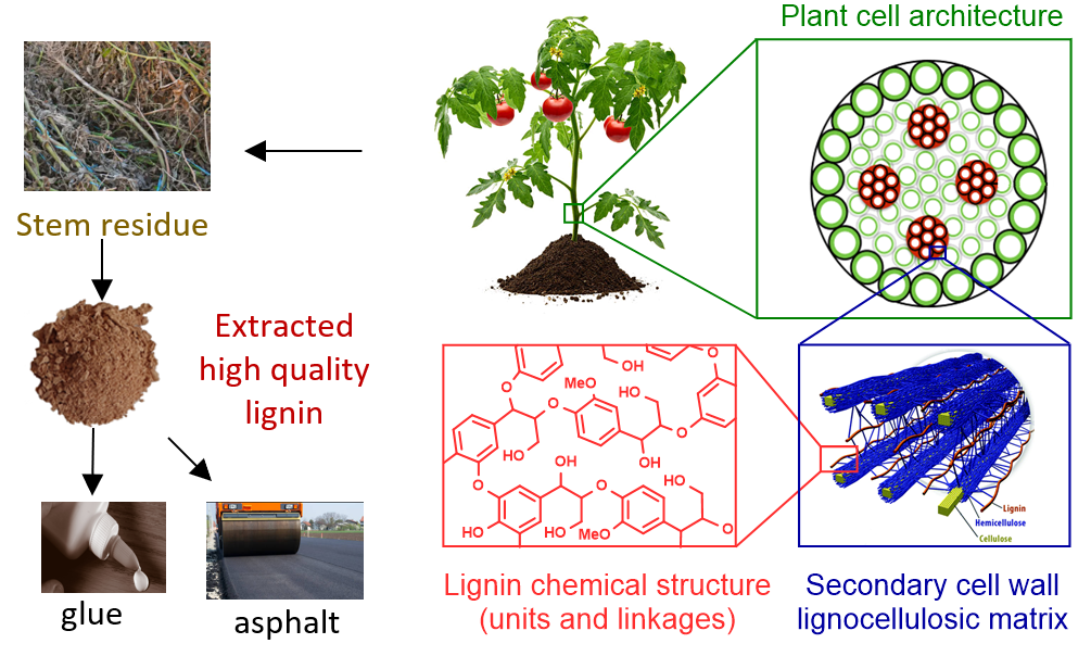 Lignin