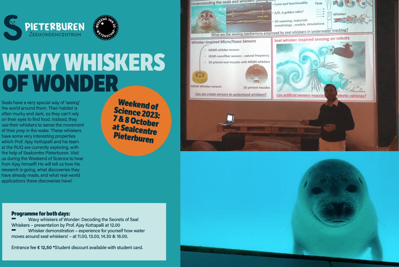 Wavy whiskers of wonder