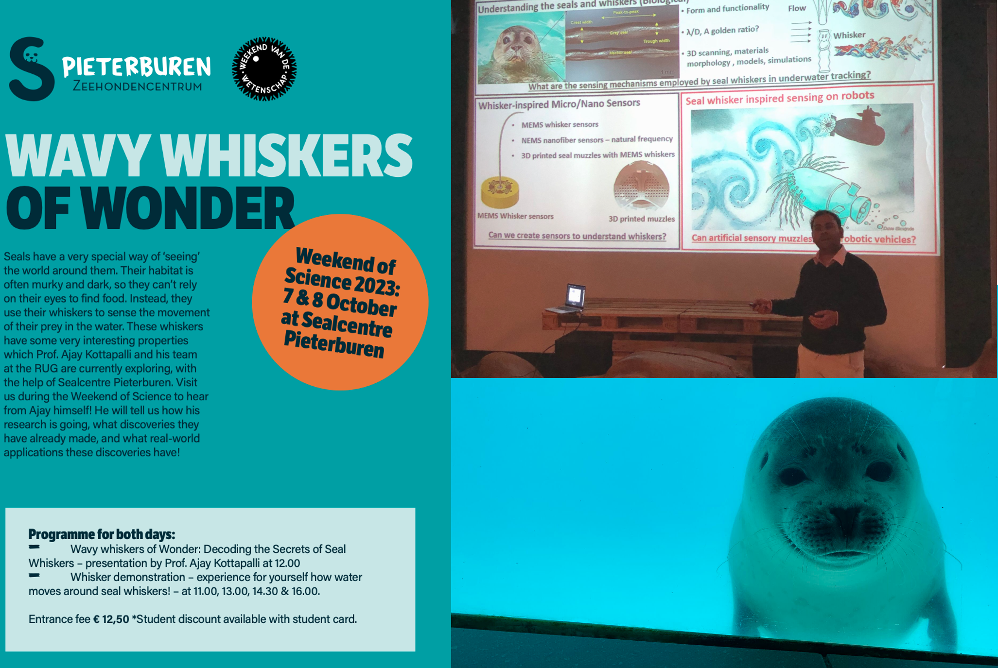 Wavy whiskers of wonder