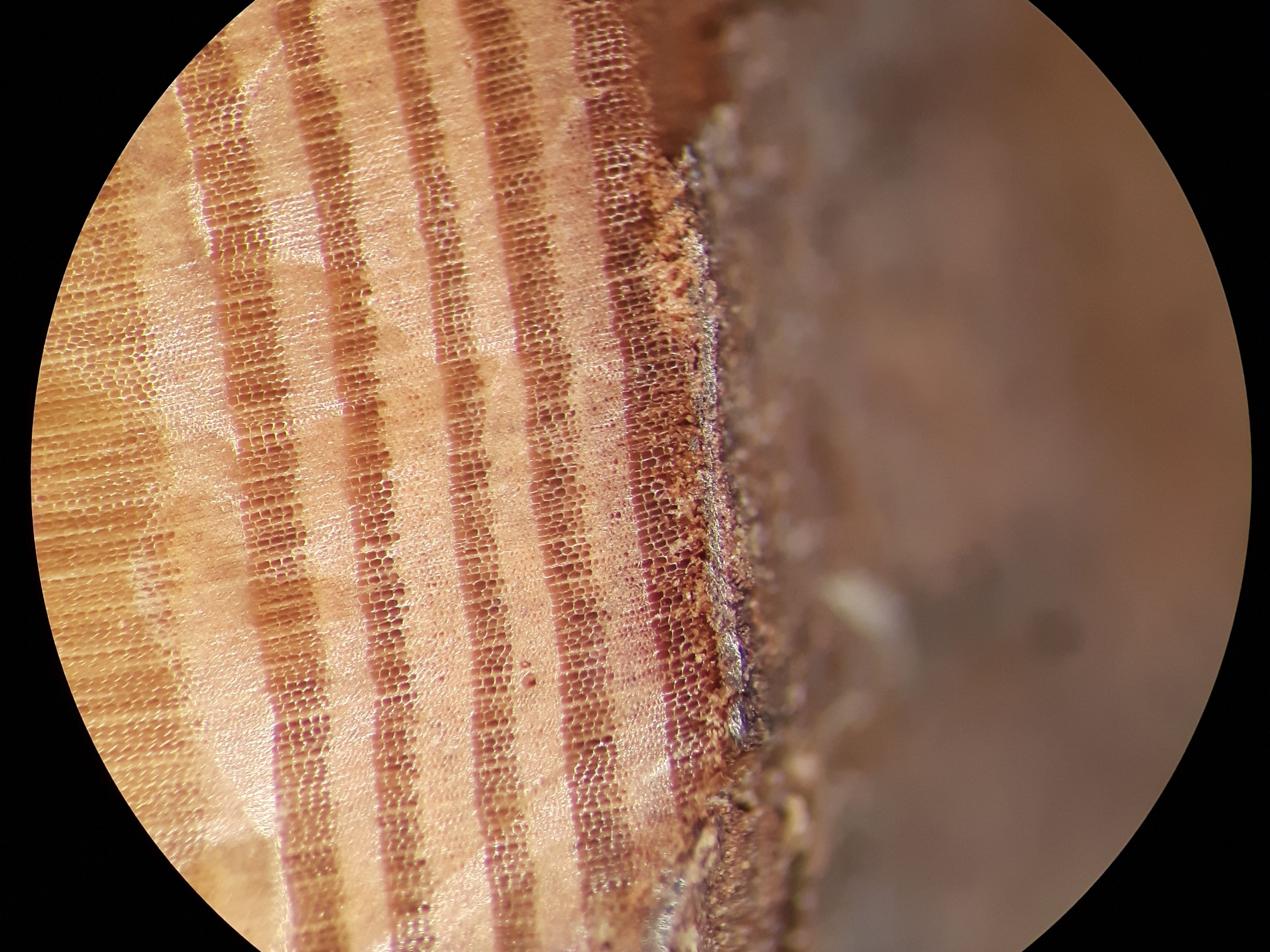 Microscope image of an analysed wood sample from Por-Bajin. Photo by P. Doeve