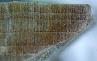 a wood sample at the same magnification.