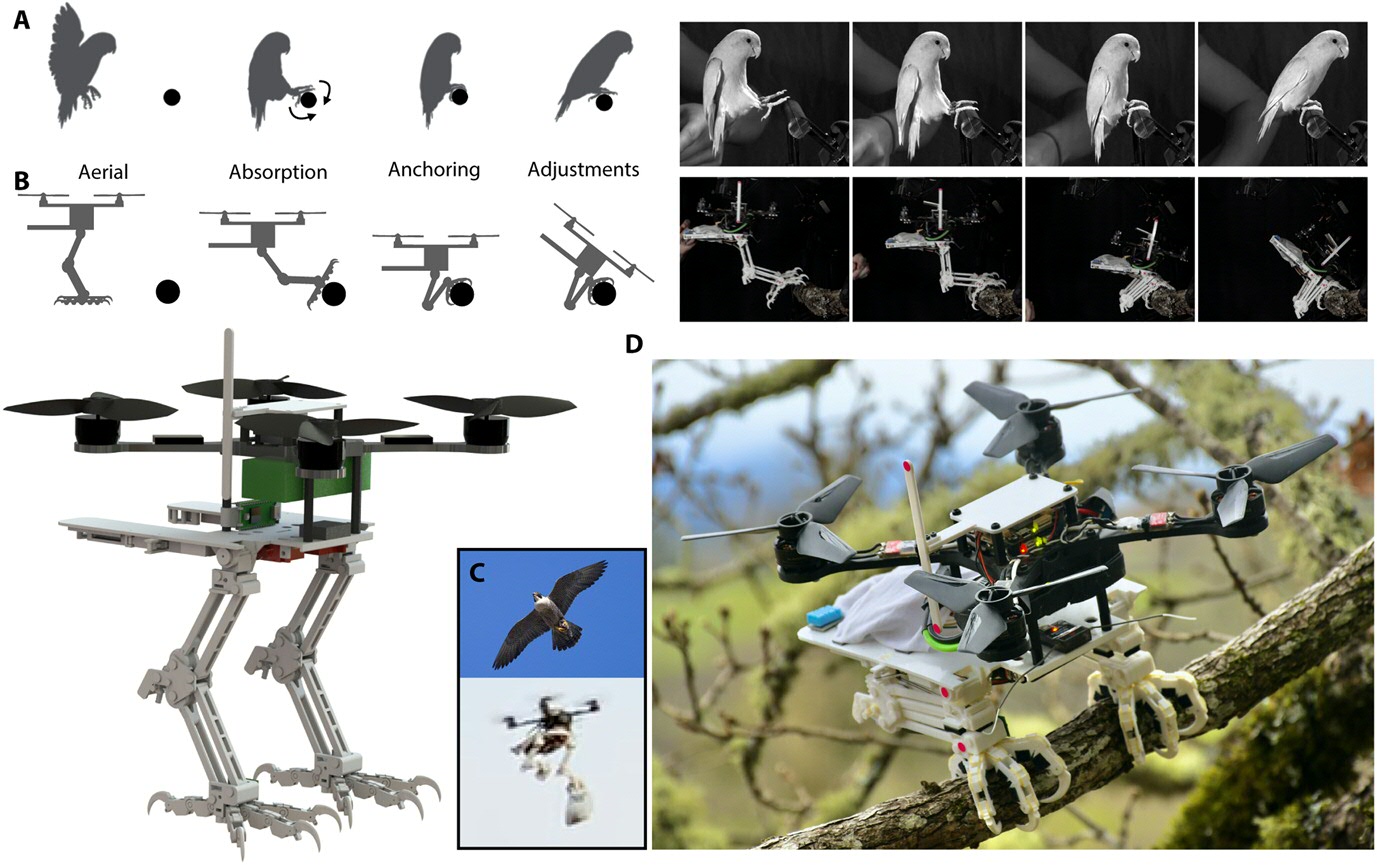 Fig. 1. SNAG is a bird-inspired robotic leg and end effector, which enables aerial robots to take off and land on complex surfaces as well catch objects in the air.(A) Birds use a stereotyped approach when landing. Upon touchdown, the bird’s legs must absorb the energy of a controlled collision, which, in Tau Theory, refers to when the rate of change in τ (estimated time to collision) is greater than 0.5 (1, 6). Meanwhile, their feet adapt to the surface variability of the perch to grasp it securely and to anchor the body. Last, birds adjust their footing and balance. [Bird snapshots in (1) have been flipped to match robot posture.] (B) SNAG’s bipedal foot and leg system enables aerial robots to take off and land on complex natural surfaces in a controlled fashion. (Snapshots from trial #28; data file S3). (C) Inspired by peregrine falcons, we demonstrate that SNAG can also grasp a dynamic prey-like object in flight and carry it along (peregrine photo courtesy of George Roderick). (D) To illustrate its application potential in natural environments, we tested SNAG in a forest. The photo shows SNAG posed on a branch (photo edited in Apple’s Photos application).