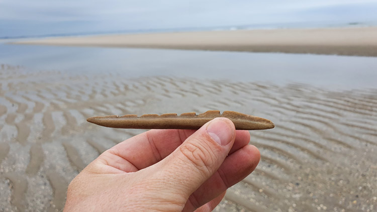 A serrated arrowhead found at the Zandmotor beach.