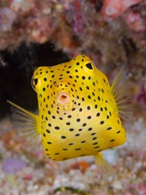 A juvenile boxfish in waters off Indonesia - Jones & Shimlock/Danita Delimont, via Alamy