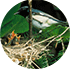 Blue-throated blue warbler