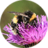 Bumblebee