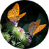 Silver-bordered fritillary