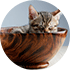 Cat in bowl