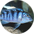 Cichlid