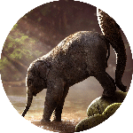 Elephants