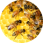 Honey bees