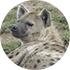 Hyena