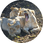 Lions