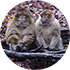 Macaques
