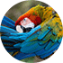 Macaw