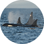Orca