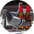 City pigeon