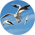 Seagulls