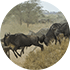 Migrating wildebeest