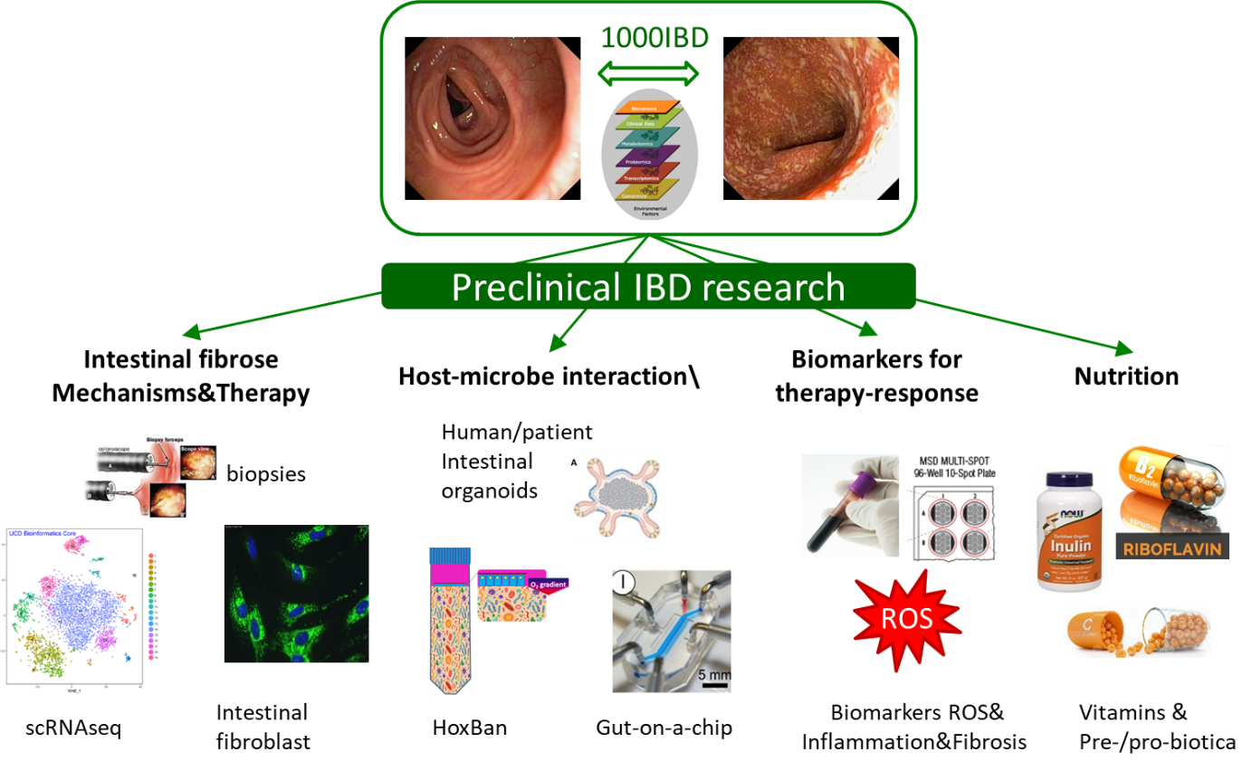 Preclinical IBD research